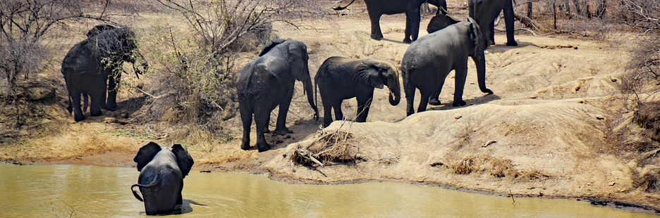 Ghana olifanten lopen in de natuur
