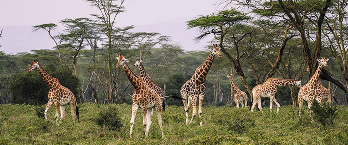 kenia giraf natuur safari bos