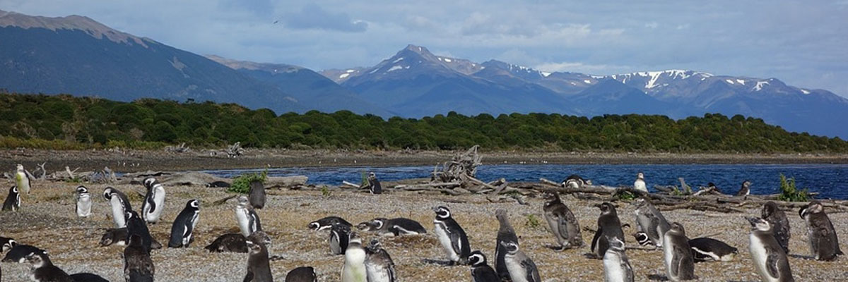 banner-argentinie-pinguin-natuur-dier