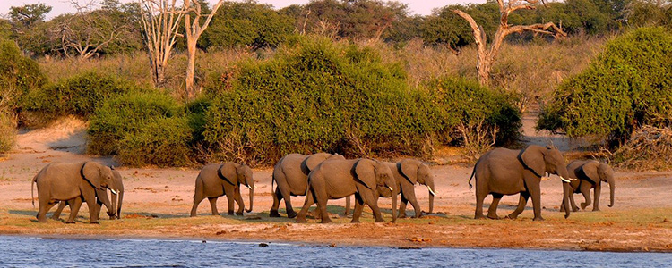 Botswana olifanten in zee en bomen natuur