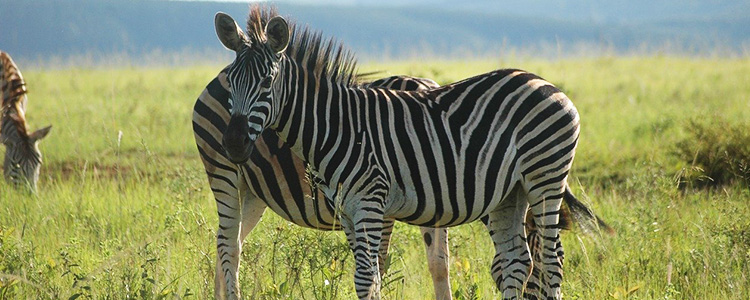 Swazilend Zebra natuur