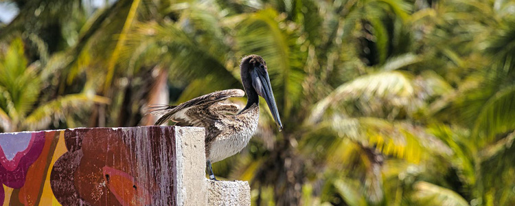 honduras_750x300px