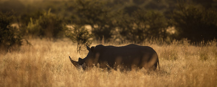 niger_750x350px